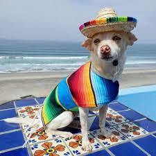 Authentic Mexican Serape Pets Clothes